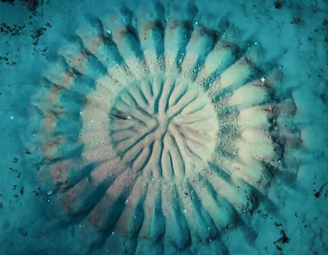 澳洲西海岸130米海底科学家发现麦田怪圈出现原因暂时不知