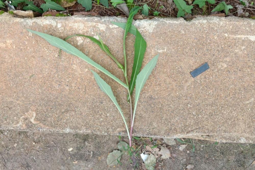 可以养鱼的野草:钻叶紫菀,是入侵植物,但养殖可以利用_腾讯新闻