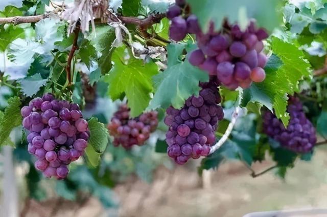 葡萄多次结果新法,葡萄增产增收就靠它了