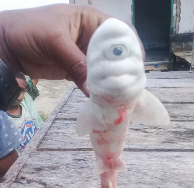 现实版独眼麦克印尼渔民从大母鲨腹中发现罕见独眼白化鲨