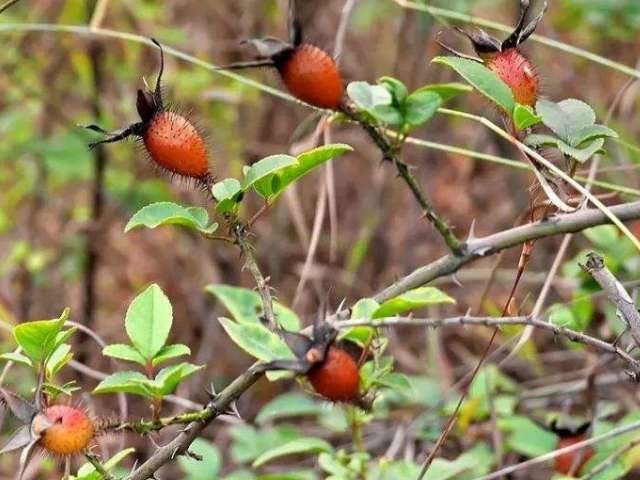 民间一浑身带刺野果,叫"金樱子",是一味活血养颜,滋肾良药
