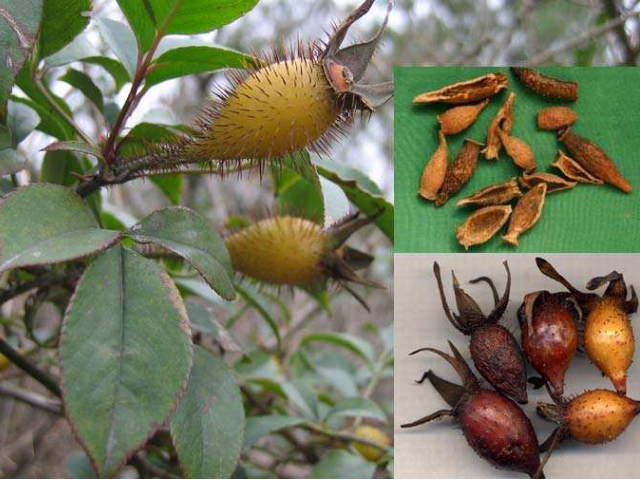 民间一浑身带刺野果,叫"金樱子",是一味活血养颜,滋肾良药