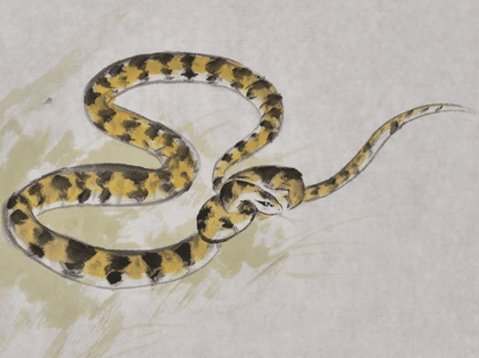 生肖蛇 明天上天派来钦差 接下100 有 囍 不接不吉 生肖 运势 桃花运 桃花