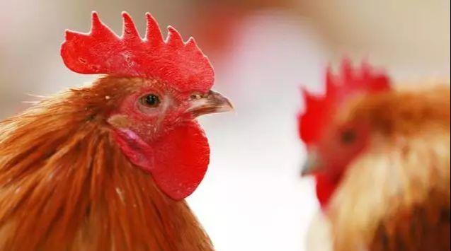 大金鸡:"大囍"临头啦!财神爷亲自送"发财之囍"