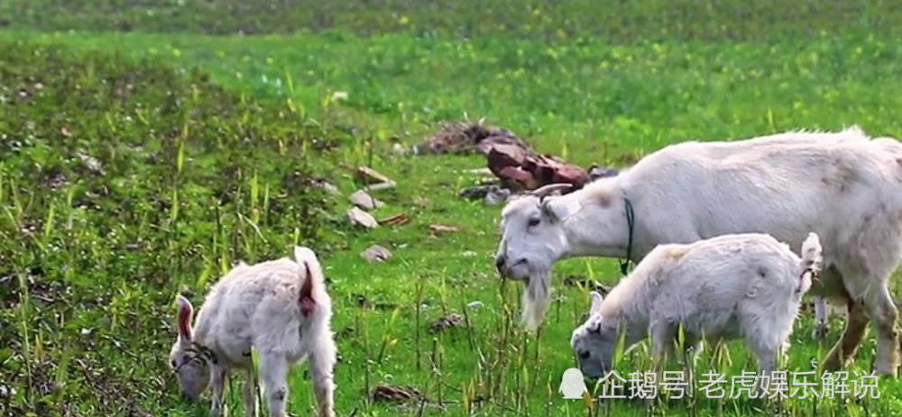 地球监狱说|《地球监狱说》人类是被更高文明的生物囚禁在地球，理由有四条！