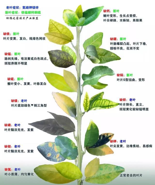 柑橘转色期的3个大坑,80%的果农都不知道,别再往里跳了!