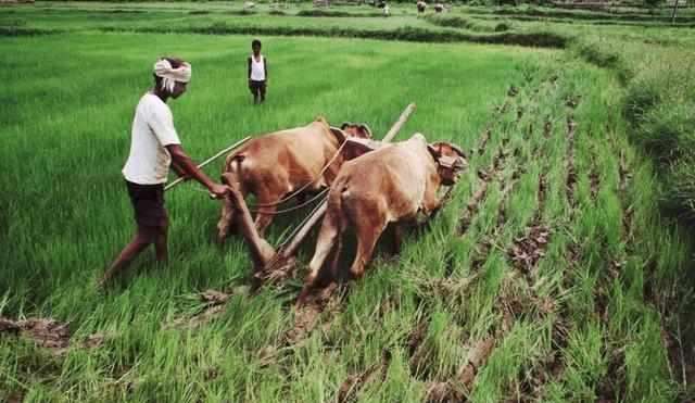 印度_科技|印度尖端芯片用牛粪造？自信表示能得到全球认可：无惧任何考验