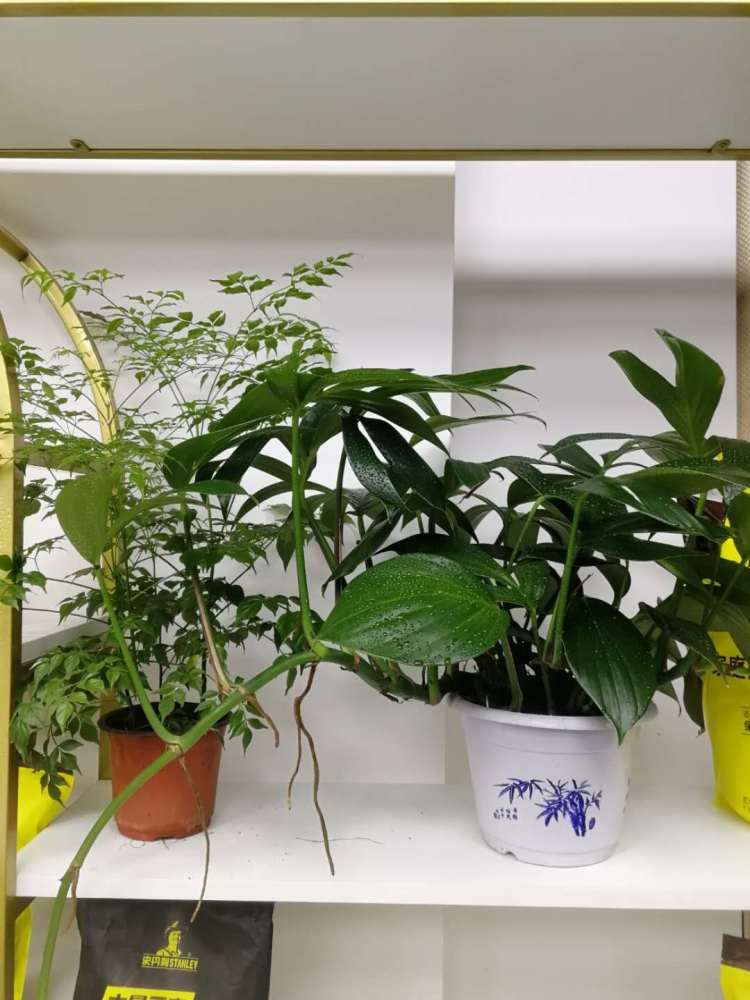 爆盆|养花一般人都不会施肥，学会这3点，就能开花不断，叶子猛爆盆