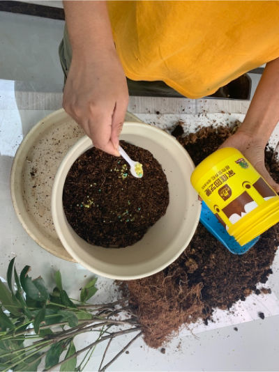 爆盆|养花一般人都不会施肥，学会这3点，就能开花不断，叶子猛爆盆