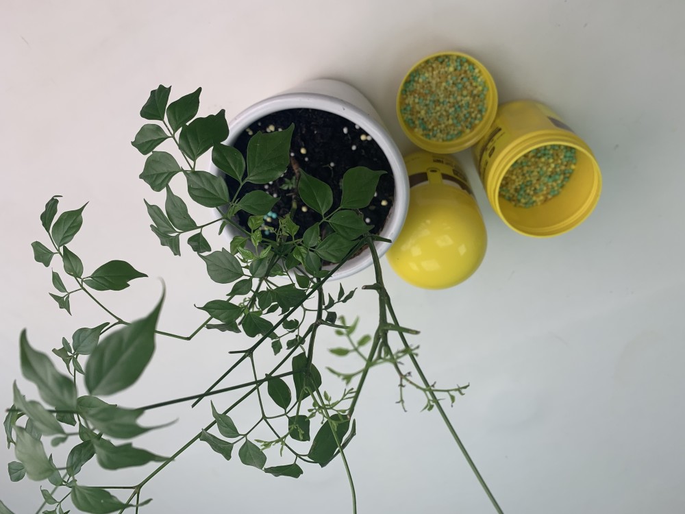 爆盆|养花一般人都不会施肥，学会这3点，就能开花不断，叶子猛爆盆