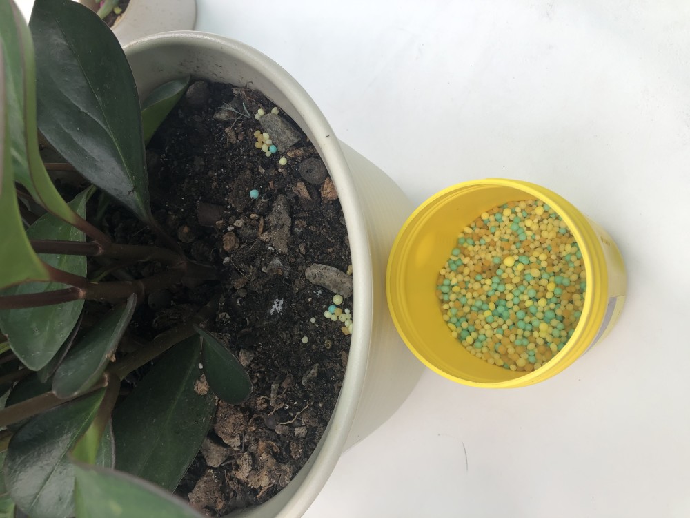 爆盆|养花一般人都不会施肥，学会这3点，就能开花不断，叶子猛爆盆