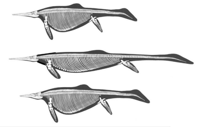 死法最搞笑的生物,2.6亿年前这只史前鱼龙,被海龙活活撑死