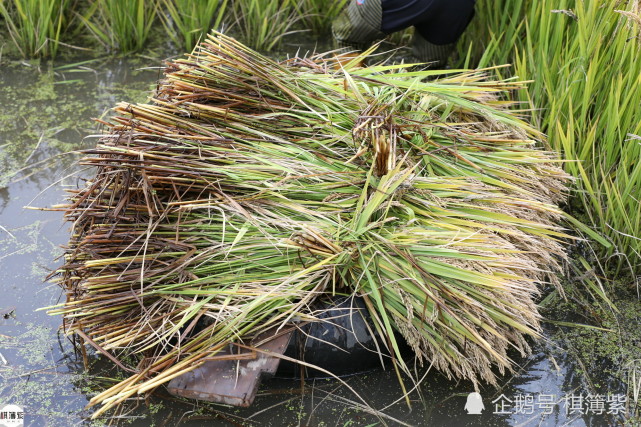 東北農民這樣割水稻穿叉褲揮鐮刀用輪胎和自制木排當運稻工具