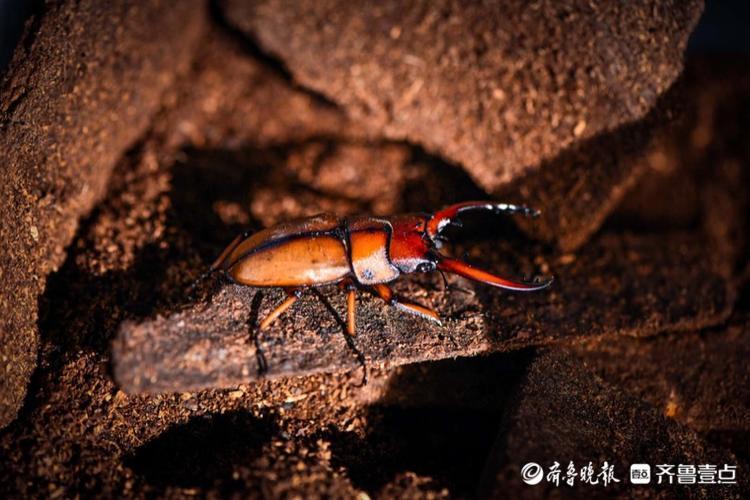 举着"大钳子"威风凛凛的甲虫_腾讯新闻