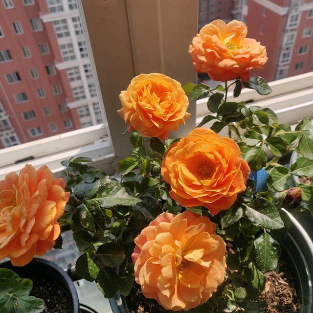 土星王阳台优秀的微型盆栽月季花朵又美又香花期几乎全年