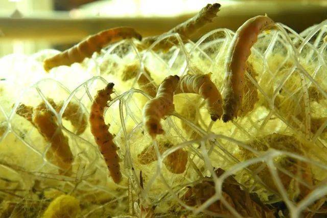 子长黄金蚕宝宝成为村民致富宝