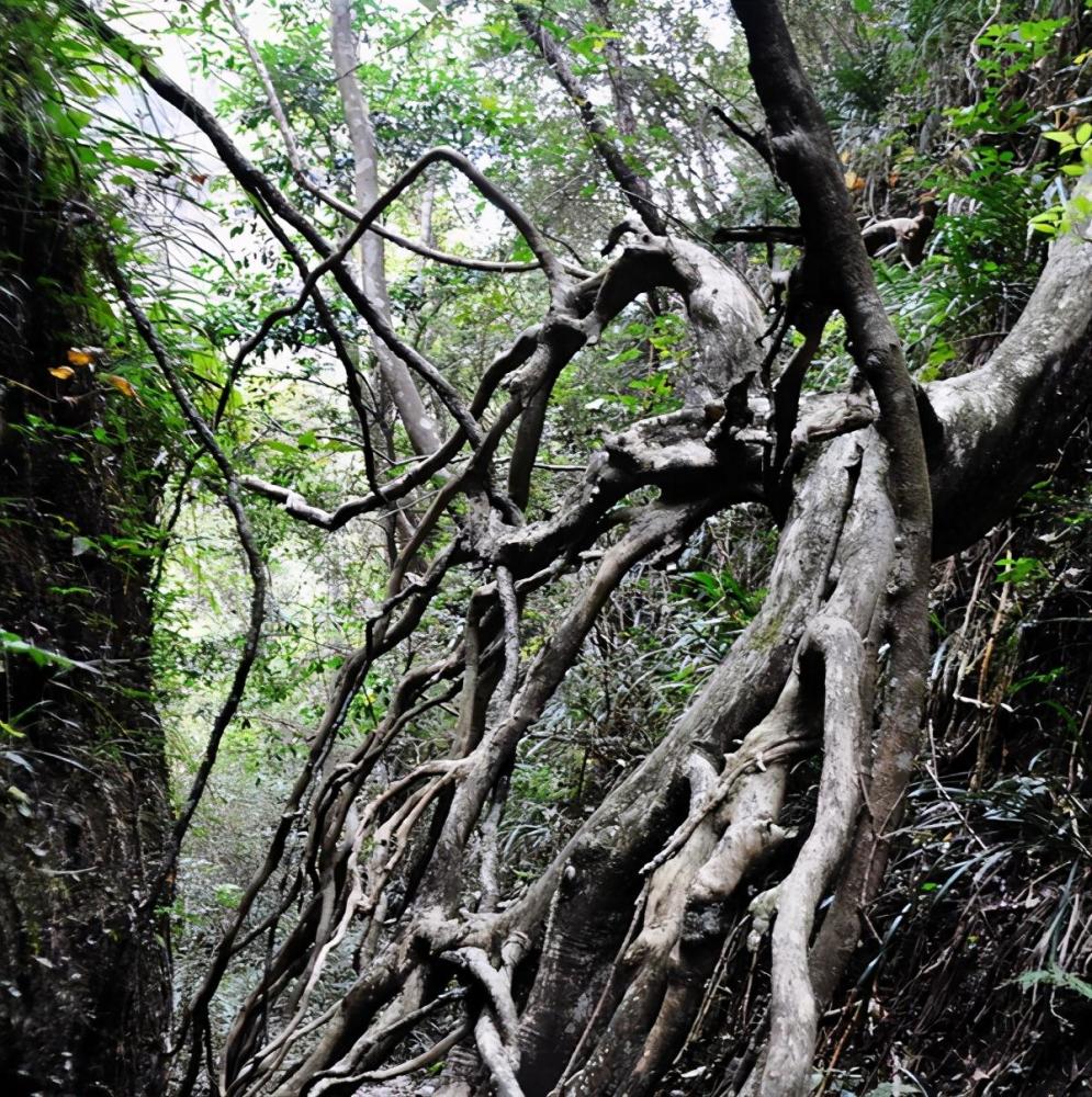 【大愚书论】万岁枯藤,抽象与具体,简约与丰富的完美统一