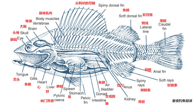 鱼头的内部结构解剖图图片