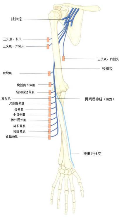 物理治疗师知晓的臂丛神经解剖及损伤表现