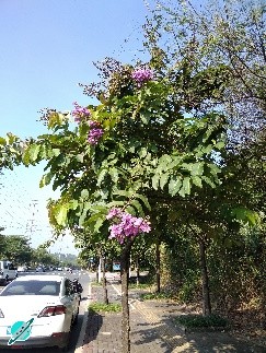 大花紫薇花大色艳 入冬后满树红叶 美得不要不要的 紫薇 植物 红叶 叶子