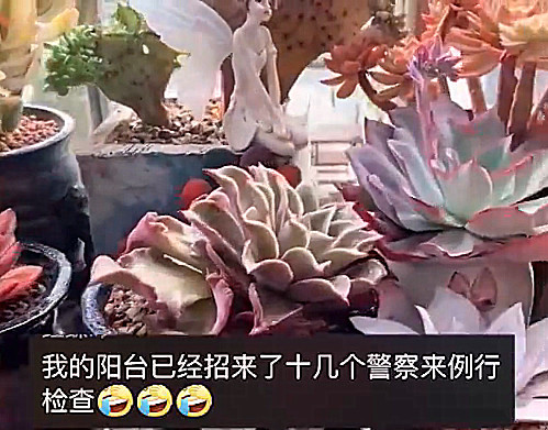 尴尬 连云港一女子夜晚开粉灯被怀疑特殊行业 真相令人哭笑不得 多肉 窗帘 阳台