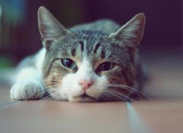 本草纲目|中国人为何不吃猫肉？原来《本草纲目》早已记载，古人已经吃过