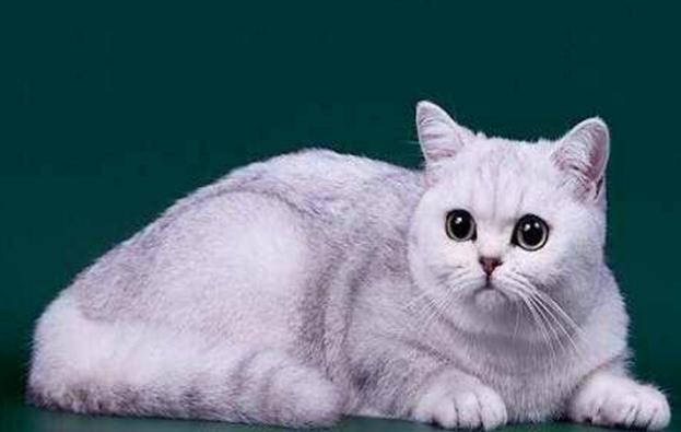 本草纲目|中国人为何不吃猫肉？原来《本草纲目》早已记载，古人已经吃过