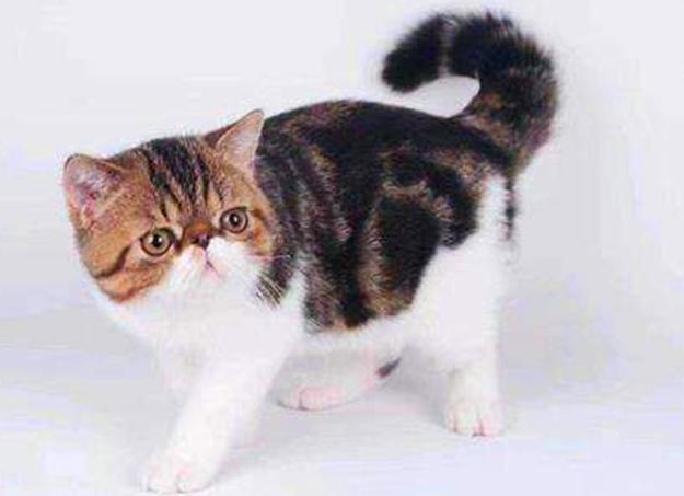 本草纲目|中国人为何不吃猫肉？原来《本草纲目》早已记载，古人已经吃过