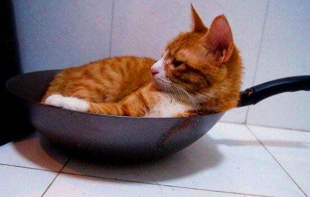 本草纲目|中国人为何不吃猫肉？原来《本草纲目》早已记载，古人已经吃过