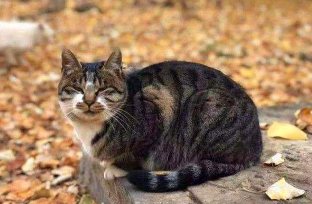 本草纲目|中国人为何不吃猫肉？原来《本草纲目》早已记载，古人已经吃过