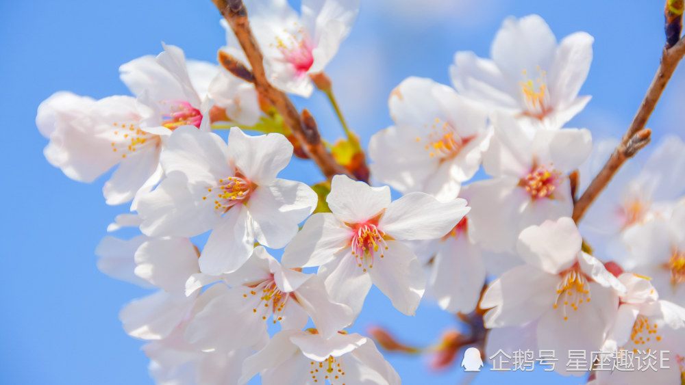 10月17日星座运势迎接挑战 努力拼搏的四大星座 腾讯新闻