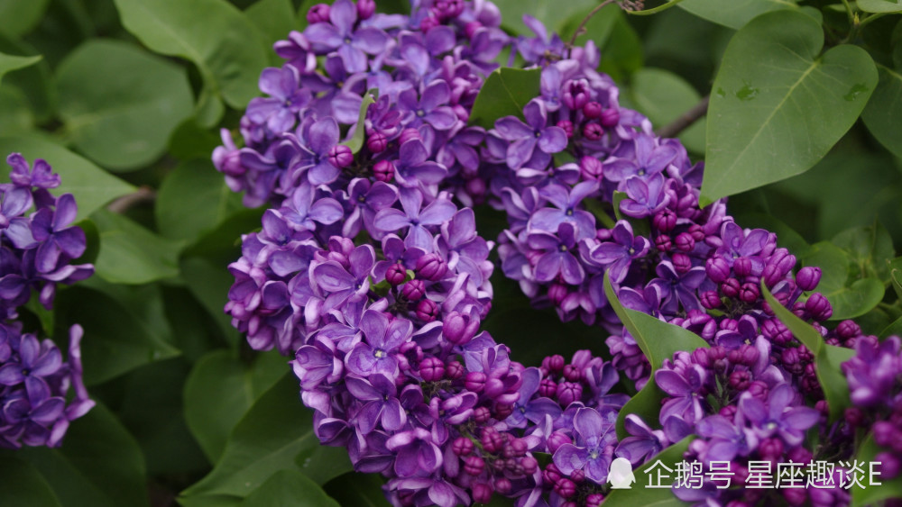 10月17日星座运势迎接挑战 努力拼搏的四大星座 腾讯新闻