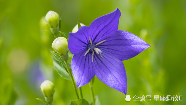 10月17日星座运势 白羊明确目标 狮子势如破竹 摩羯劳逸结合 摩羯座 白羊座 狮子座 星座运势