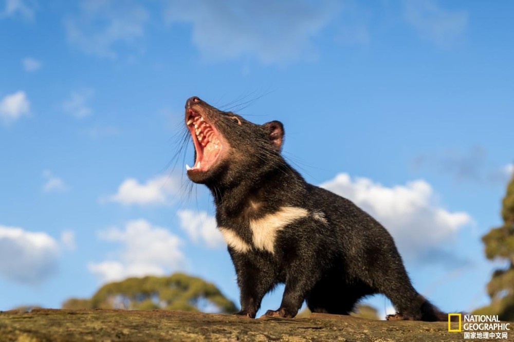 tim faulkner|3000年后，袋獾首次重返澳洲大陆