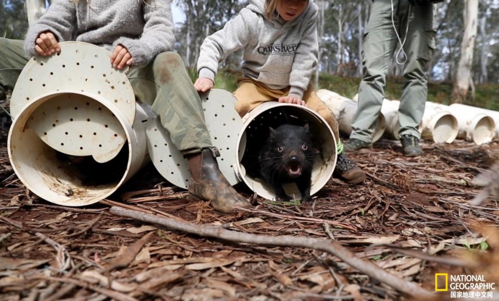 tim faulkner|3000年后，袋獾首次重返澳洲大陆