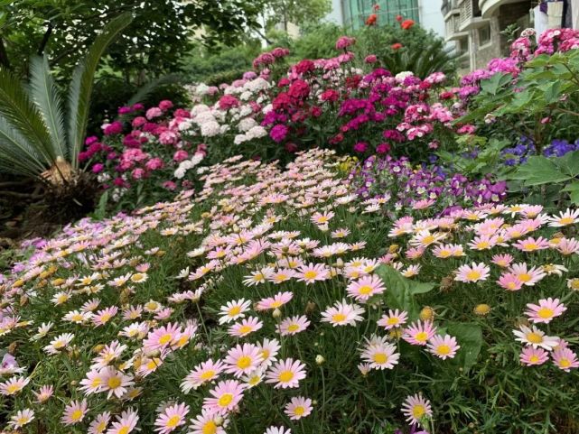 阿姨爷叔们纯手工打造的"开心花园",一起来夸夸吧!