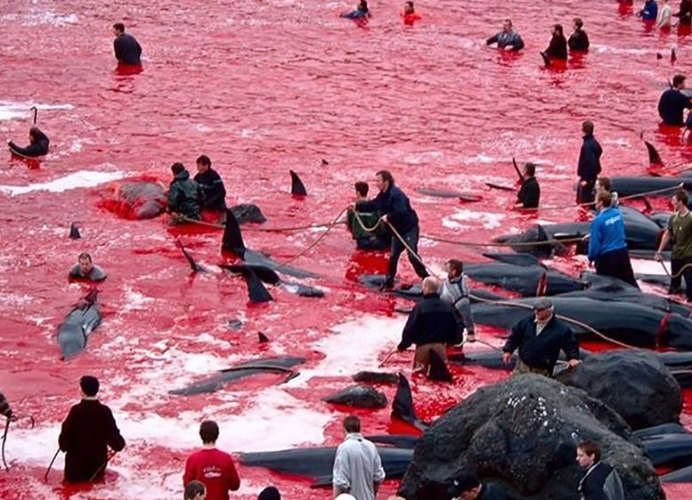 日本人图谋果然很大捕杀鲸鱼不仅是为了钱背后的目的值得警惕