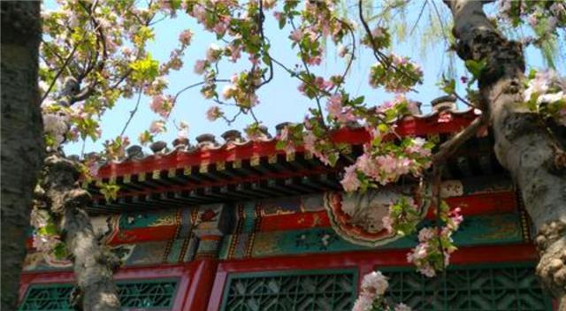 曹雪芹|以花喻人，以花达意，从《红楼梦》的描写看花草意象