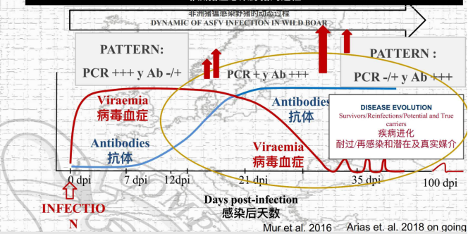 李孝文|李孝文：非洲猪瘟的重新认识、病毒特征及群体状态下 阻断传播的探讨