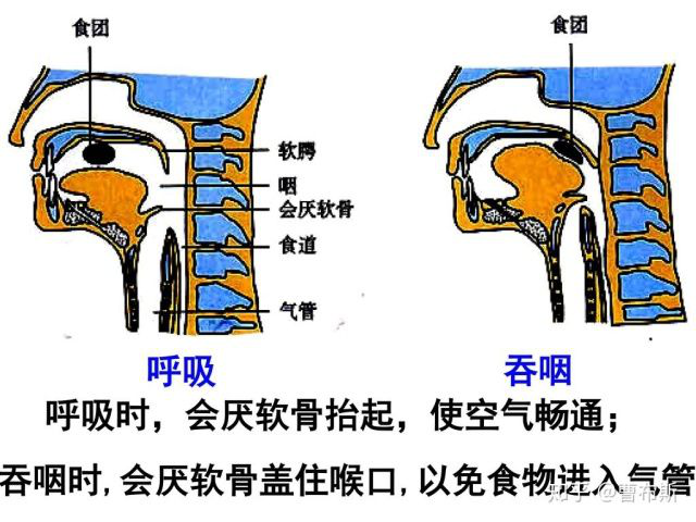 呼吸道和消化道在咽喉部共用一个通道,这有什么生理意义?