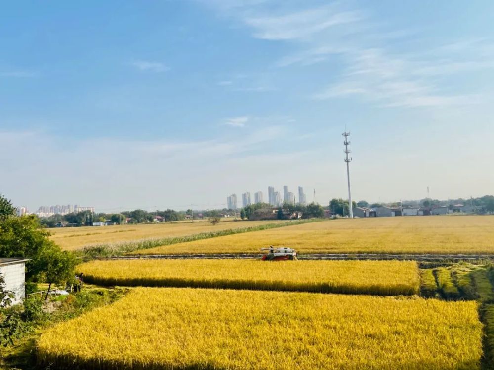 金秋十月北闸口镇稻田丰收忙