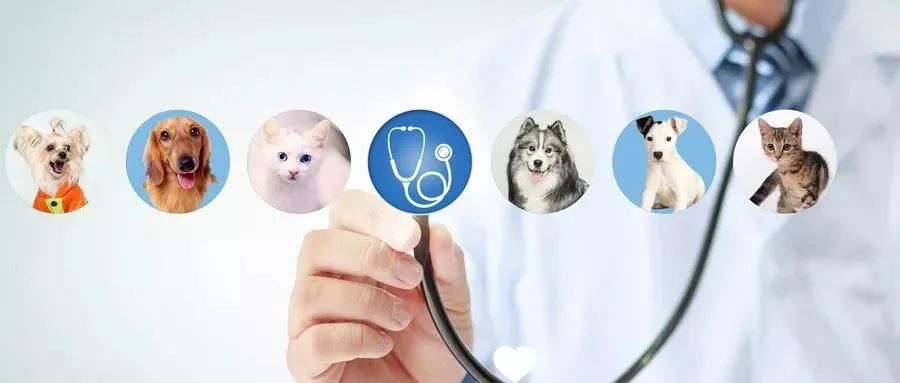 猫咪和狗狗的医疗费用哪个更贵 腾讯新闻