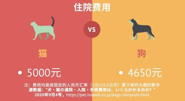 猫咪和狗狗的医疗费用哪个更贵 腾讯新闻