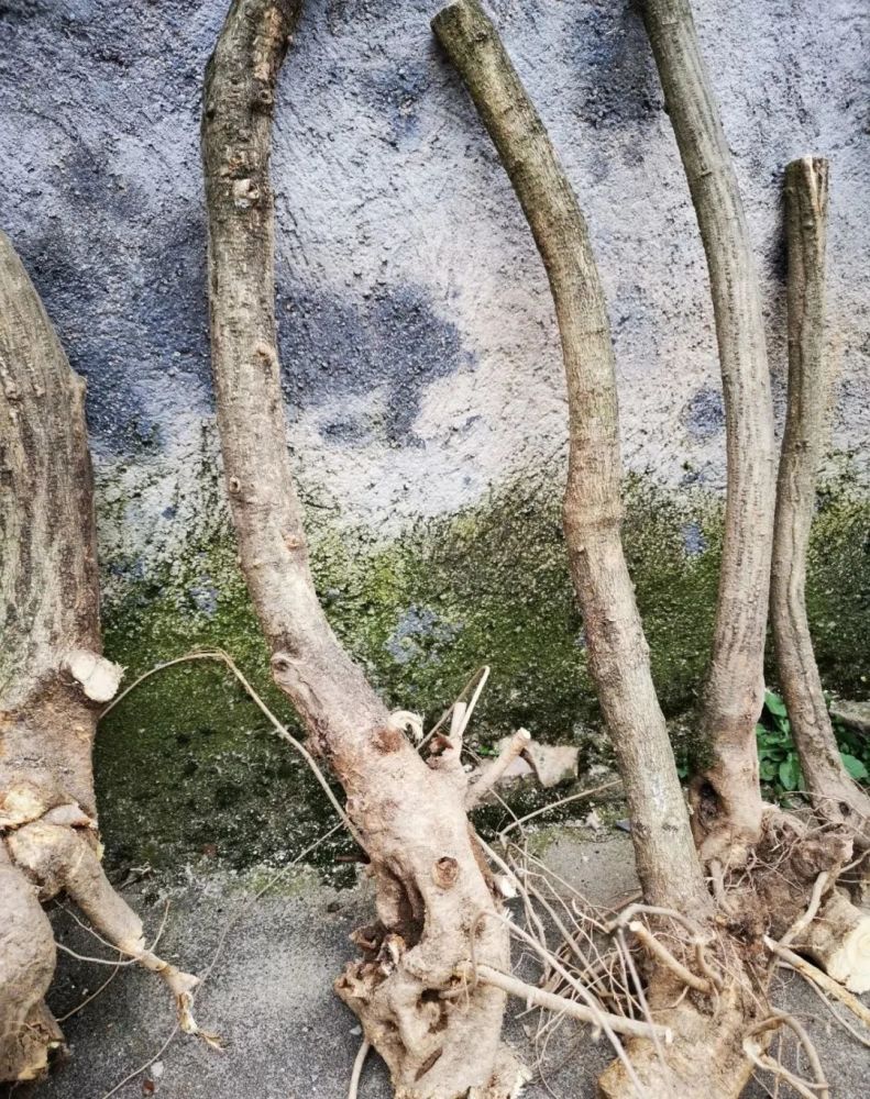 紫藤下山桩怎么种?学会简单8步种植流程,没有种不活的