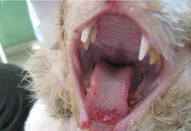 有些疱疹病毒特殊情况的感染也会导致口炎,宠主可以根据这自己猫咪的