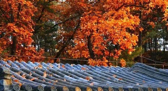 红叶|浪漫赏叶季 周末到这些地方感受金秋之美