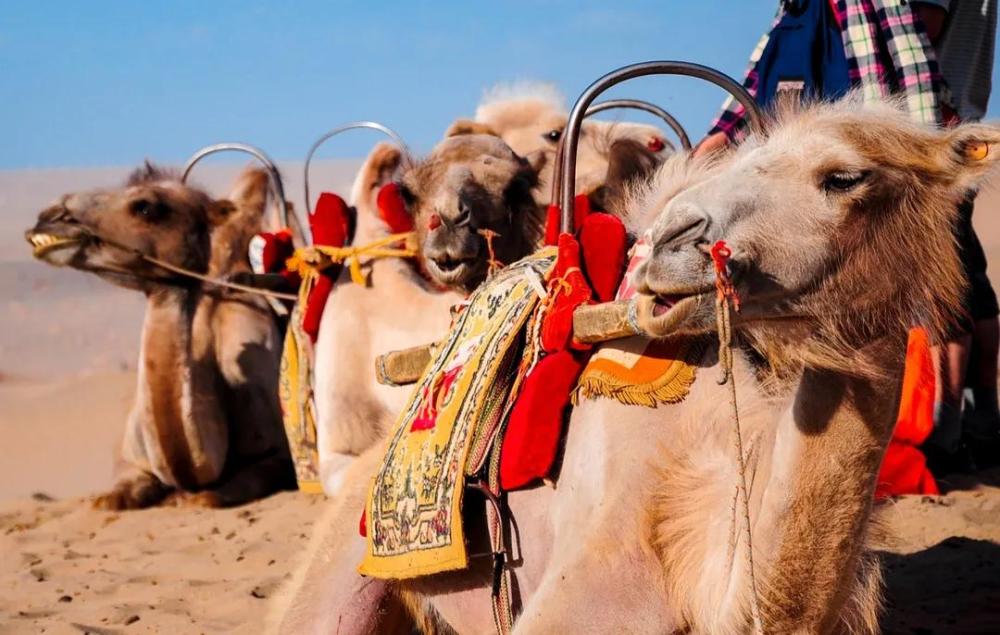 奶粉|这种奶降糖、防癌？别再骗爸妈钱了