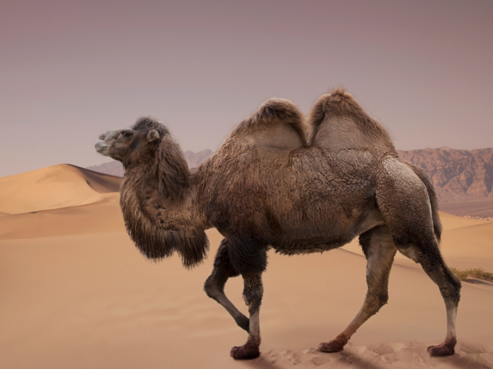 奶粉|这种奶降糖、防癌？别再骗爸妈钱了