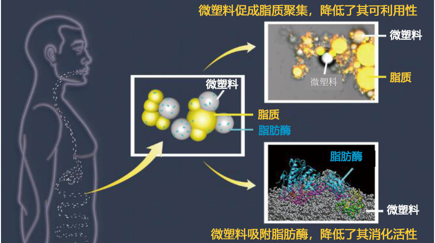 微塑料|新研究：扔掉的垃圾会回到你的肚子里，并且影响营养吸收