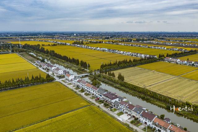 向往的乡村张家港常阴沙农场航拍巨大3d稻田画